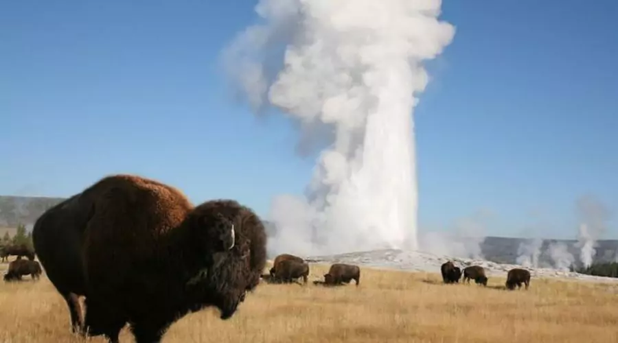 Full-Day Guided Yellowstone Day Tour